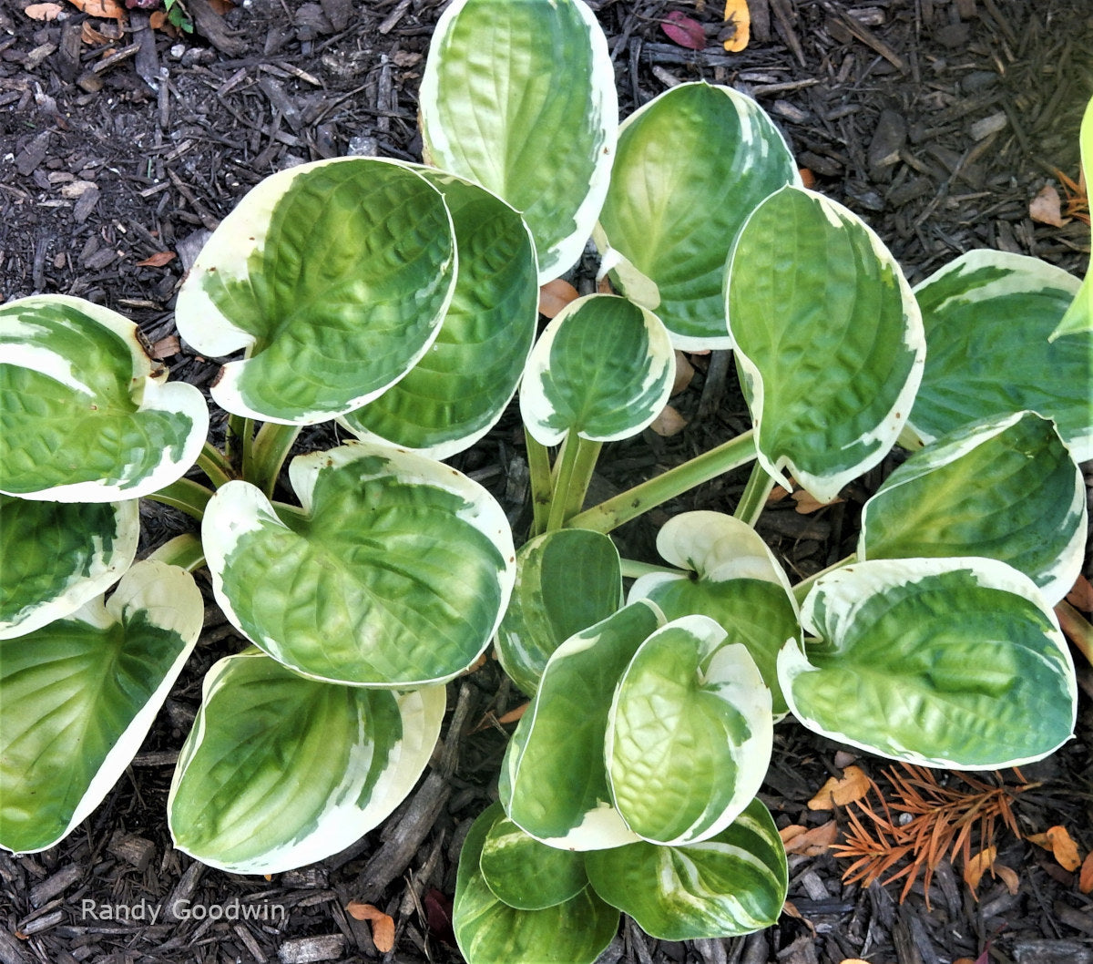 Hosta 'Hummingbird's Nest'