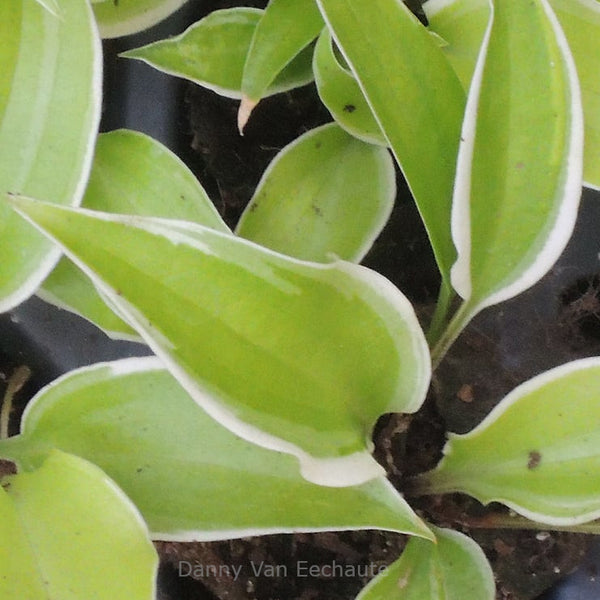 Hosta 'Icy Limbo'