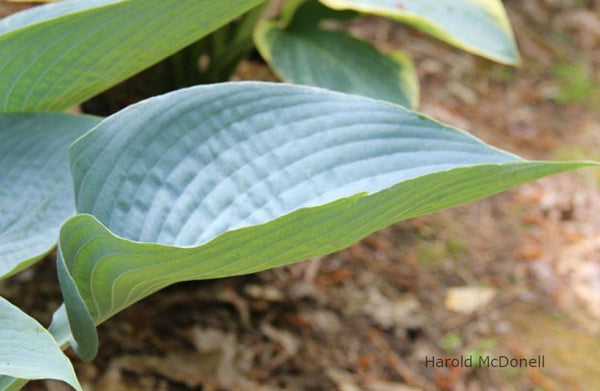 Hosta 'I'll Fly Away' leaf