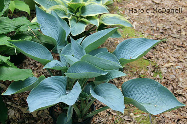 Hosta 'I'll Fly Away'