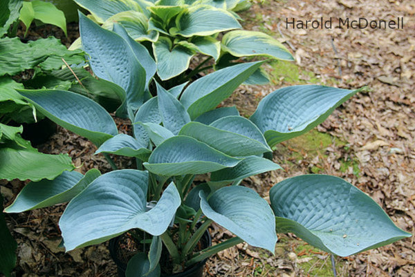 Hosta 'I'll Fly Away'