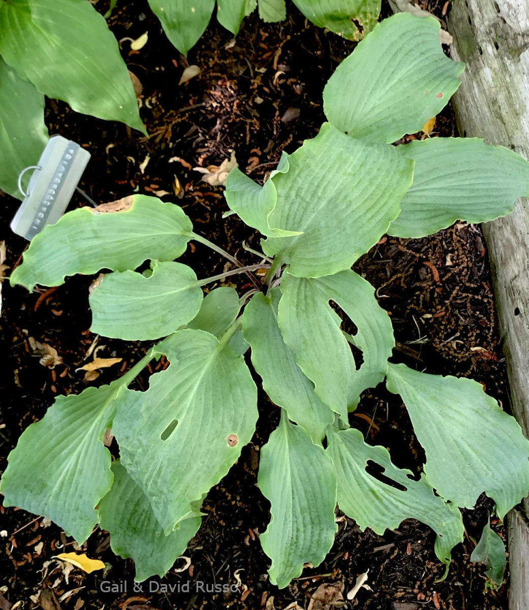 Hosta 'In-A-Gadda-Da-Vida'