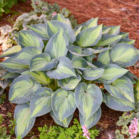 Hosta 'June'