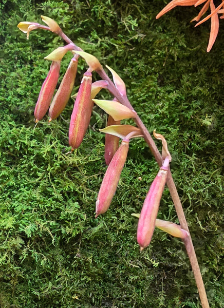 Hosta 'Karma Chameleon' seed pods