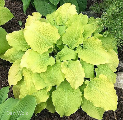 Hosta 'Karma Chameleon'