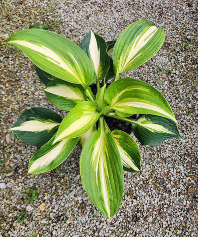 Hosta 'Lakeside Meter Maid'