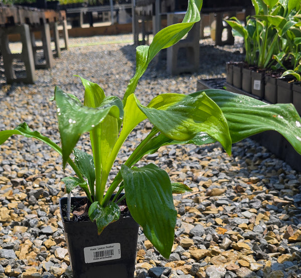 Hosta 'Lemon Feather'