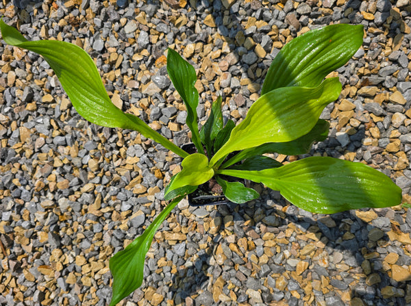 Hosta 'Lemon Feather'