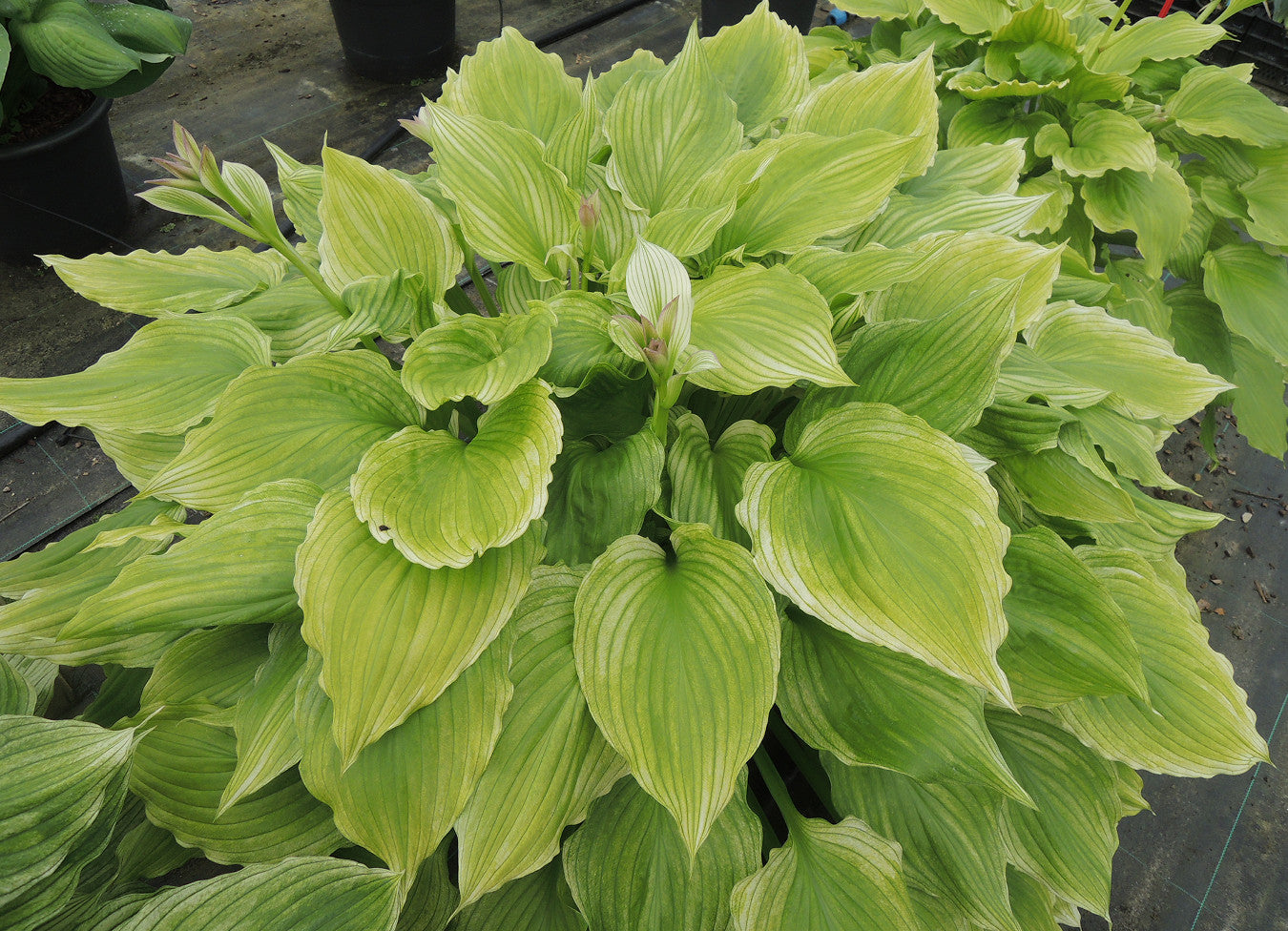 Hosta 'Lemon Feather' mature plant