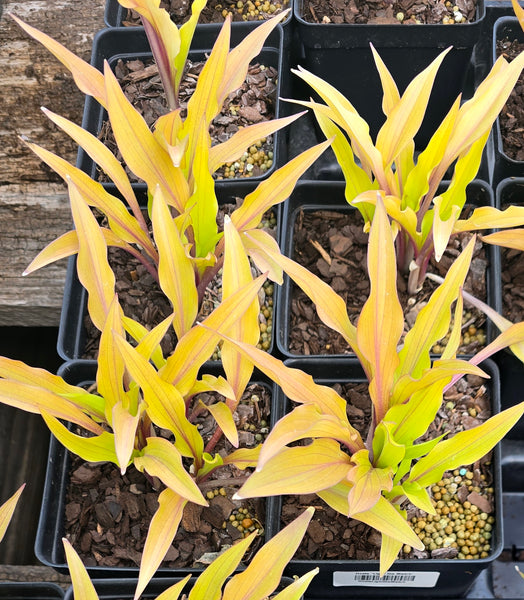 Hosta 'Light the Match'