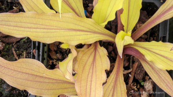Hosta 'Light the Match'
