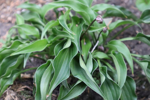 Hosta 'Li'l Ruffian'