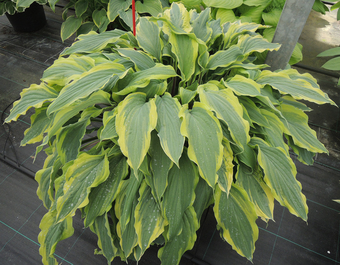 Hosta 'Lipstick Blush'