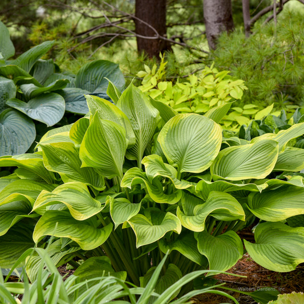 Hosta 'Lone Star'