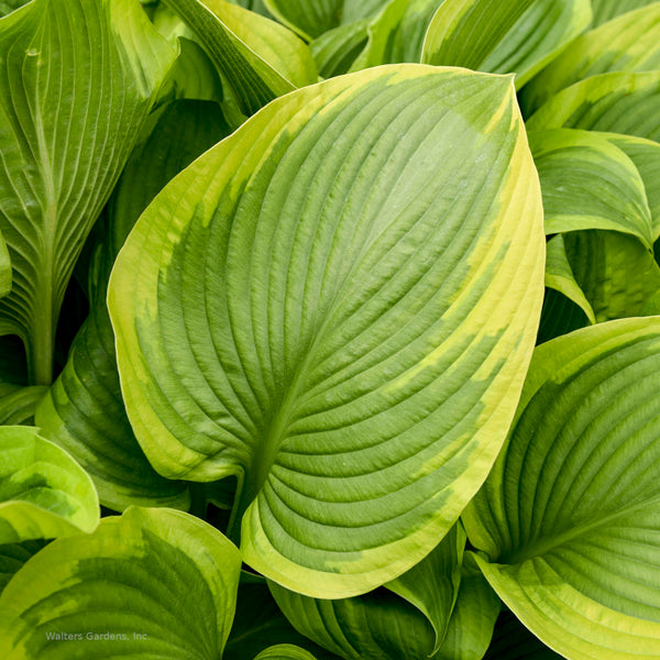 Hosta 'Lone Star' leaf