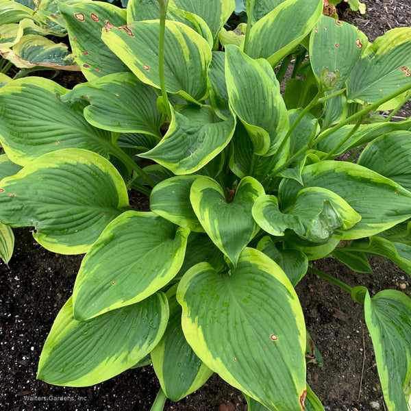 Hosta 'Lone Star'