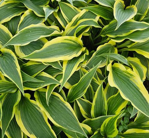 Hosta 'Long Tail Lights'