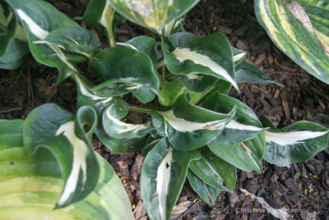 Hosta 'Mellow Mood'