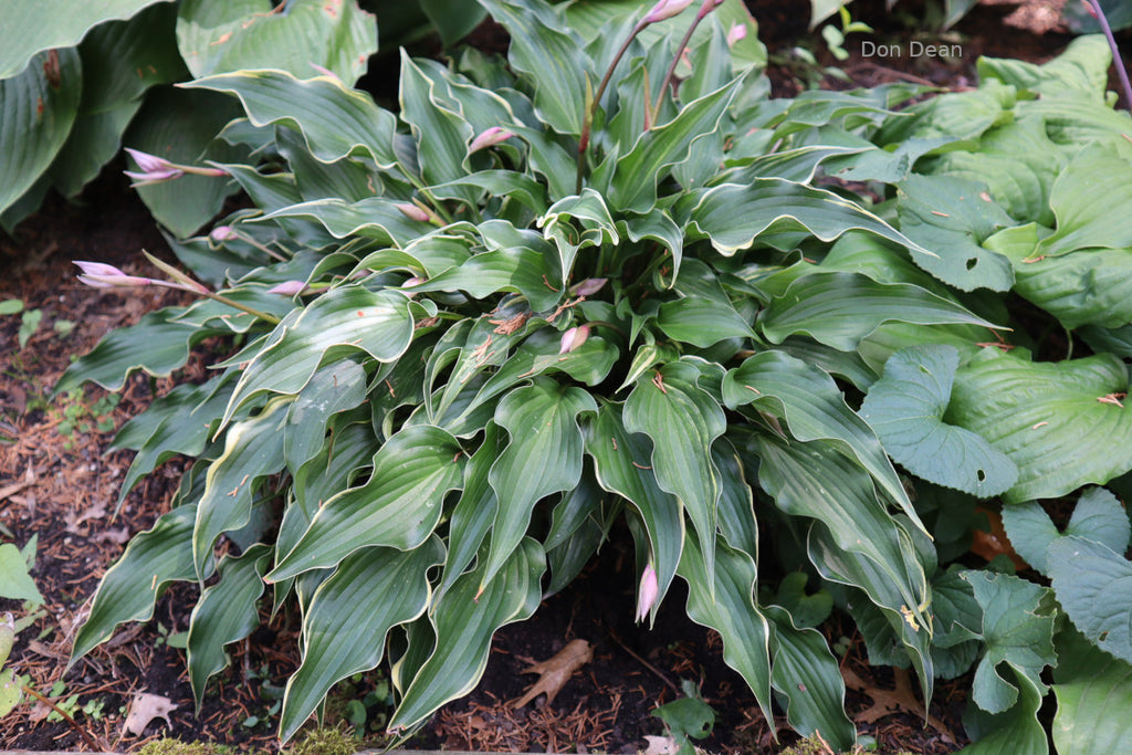 Magic Fire Hosta Hosta 'Minstrel Magic' – In The Country Garden & Gifts Online Store
