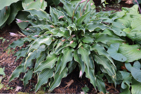 Hosta 'Minstrel Magic'