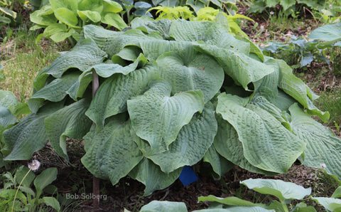 Hosta 'Mint Rushmore'