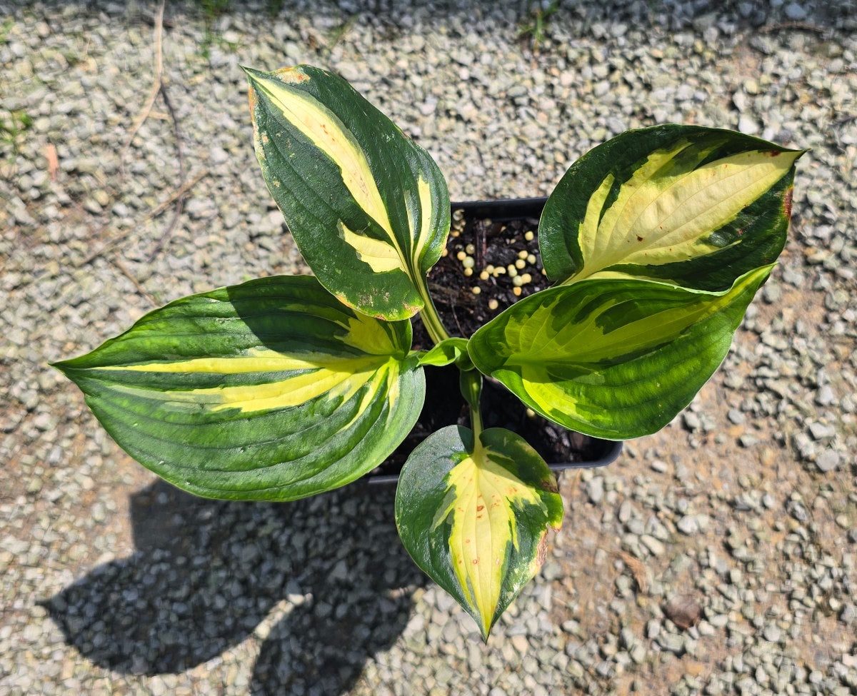 Hosta 'Morning Light'