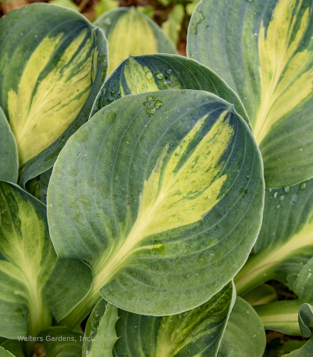 Hosta 'Mouseketeer' leaf