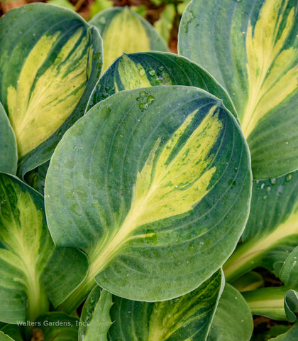 Hosta 'Mouseketeer' leaf