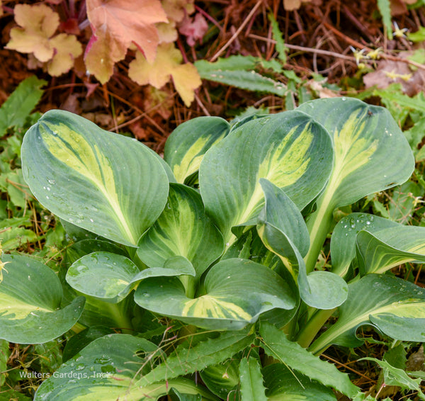 Hosta 'Mouseketeer'