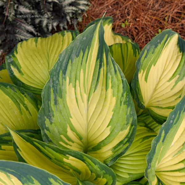 Hosta 'My Fair Lady' leaf