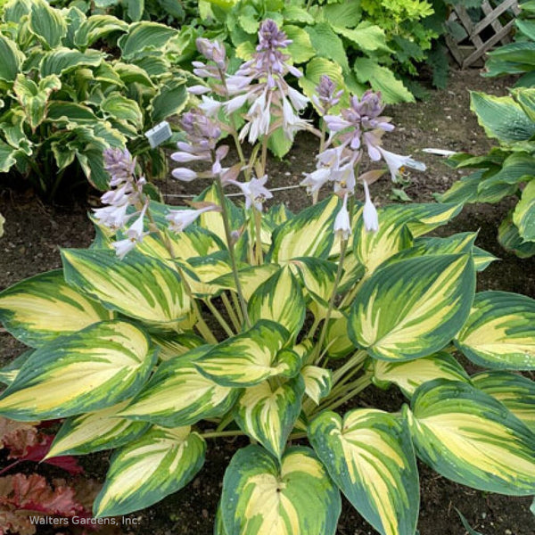 Hosta 'My Fair Lady'