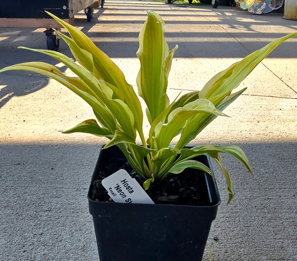 Hosta 'Neon Star'