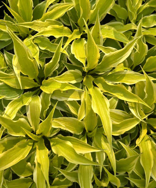 Hosta 'Neon Star'