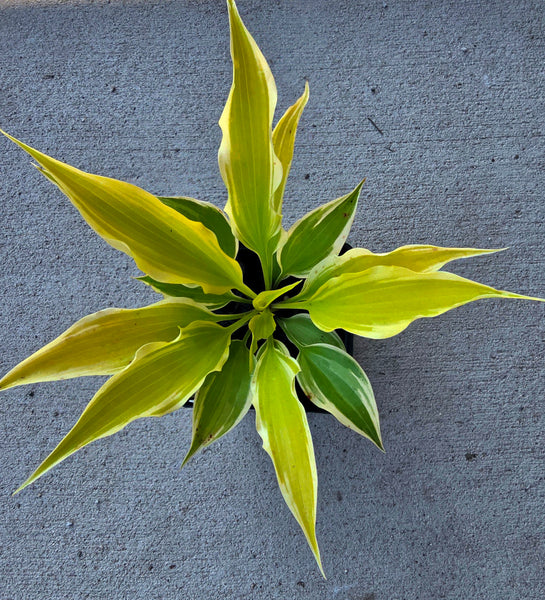 Hosta 'Neon Star'