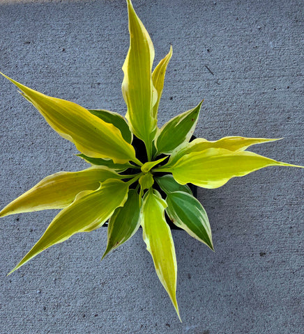 Hosta 'Neon Star'