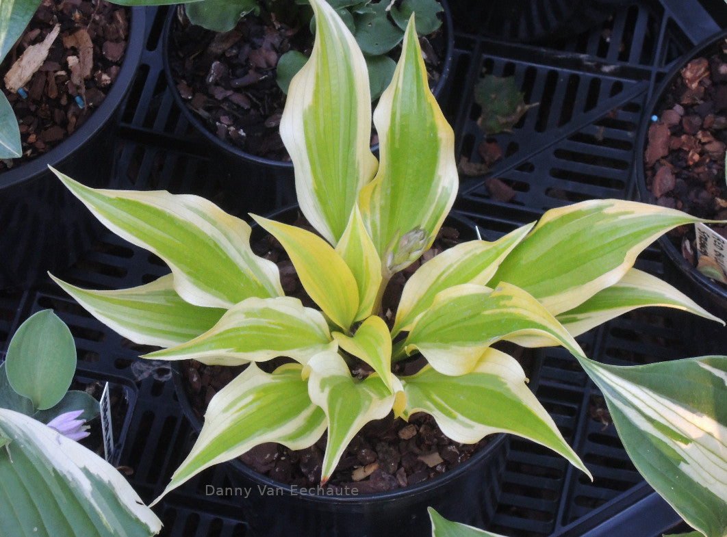 Hosta 'Neon Star'