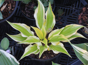 Hosta 'Neon Star'