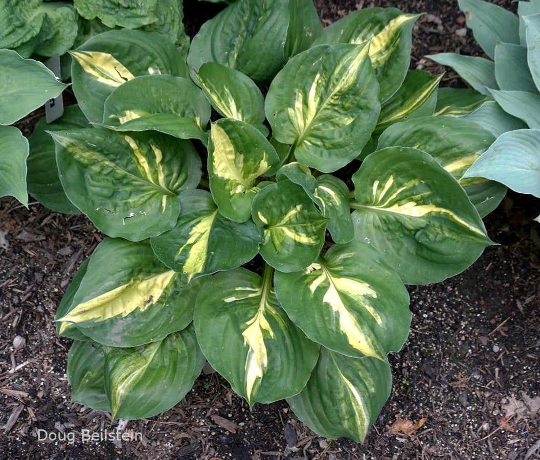 Hosta 'Night Owl'