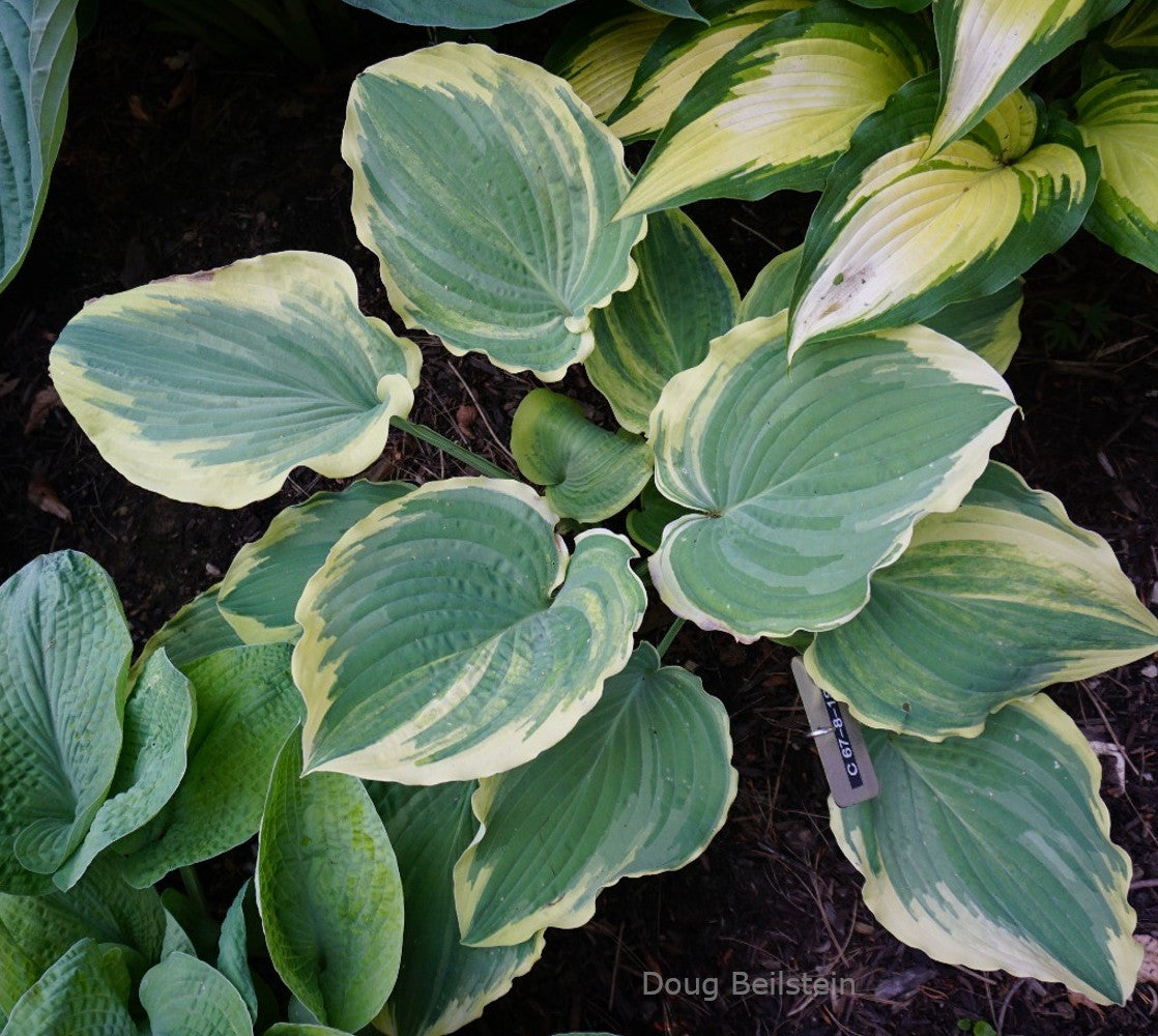 Hosta 'Notice Me'