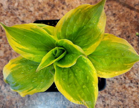 Hosta 'One-trip Salad Bar'