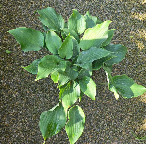 Hosta 'Over the Waves'