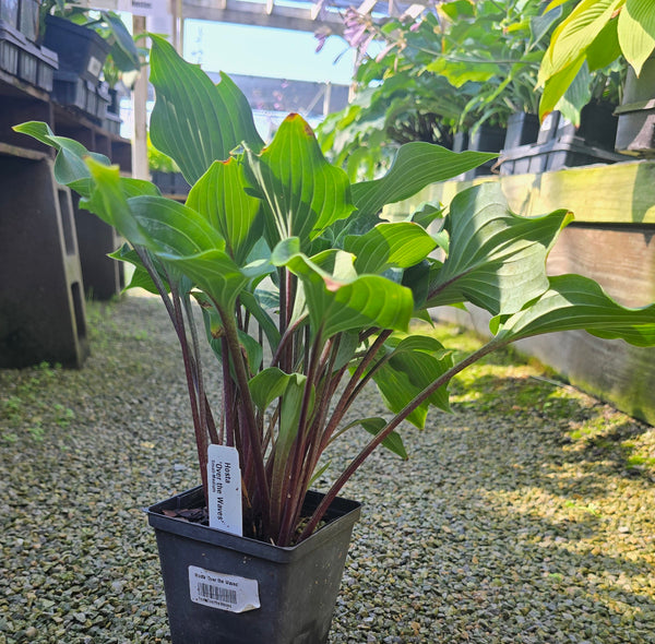 Hosta 'Over the Waves'