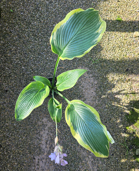 Hosta 'Oyster Bar'