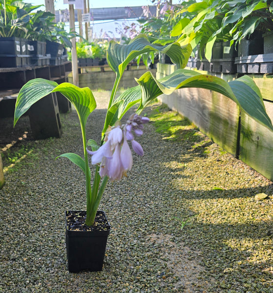 Hosta 'Oyster Bar'
