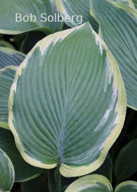 Hosta 'Oyster Bar'