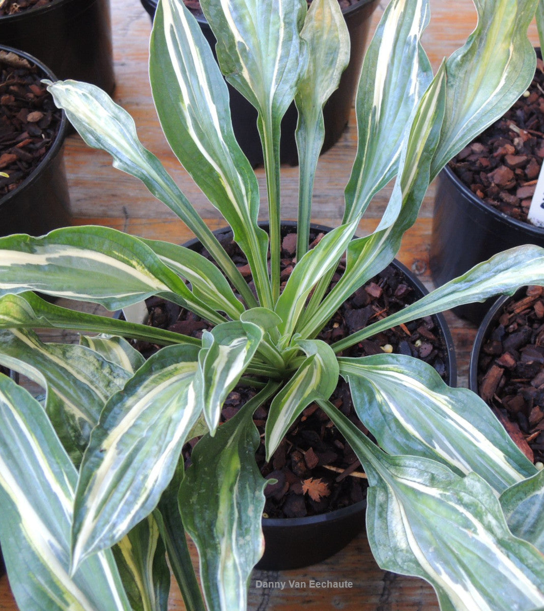 Hosta 'Pale Dancer'