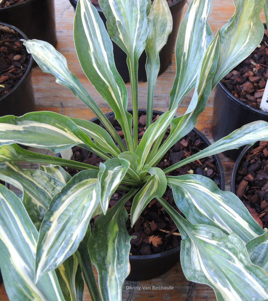 Hosta 'Pale Dancer'