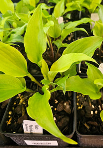 Hosta 'Pavlova Delight'