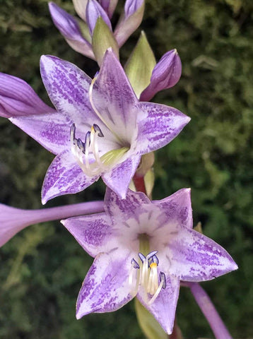 Hosta 'Pebble Creek Moon Journey' flowers