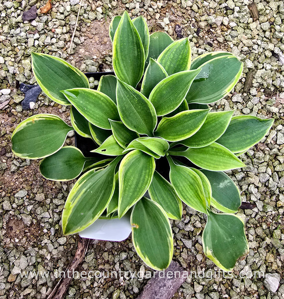 Hosta 'Poco Pete'